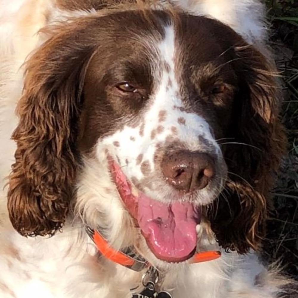 Meet your Posher, Tipper